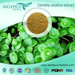 Extracto de Gotu Kola, polvo de extracto de Centella Asiatica L., asiaticósido, proveedor de ácido asiático al por mayor